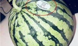 莱阳吃瓜网红,揭秘网络红人背后的故事